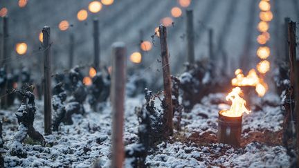 En Bourgogne, les viticulteurs ont allumé des feux pour tenter de protéger leurs vignes du gel, le 6 avril 2021. (MICHEL JOLY / HANS LUCAS)