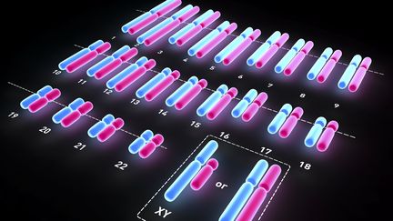 Le caryotype humain complet, compos&eacute; de 46 chromosomes au total, 23 h&eacute;rit&eacute;s du p&egrave;re, 23 de la m&egrave;re. (PASIEKA / APA / AFP)