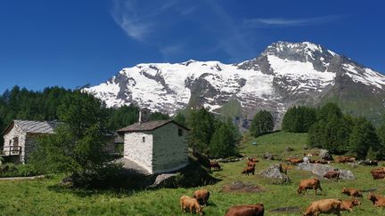 L’activité pastorale est encore très présente sur Sainte-Foy Tarentaise. Les troupeaux de tarines et moutons paissent tranquillement dans le vallon classé du Clou, sur le plateau de la Sassière et dans les alpages. (ANNE MARMOTTAN / OFFICE DU TOURISME DE SAINTE FOY TARENTAISE)