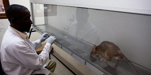 Durant neuf mois, les rats sont quotidiennement entraînés pour reconnaître l'odeur du TNT. (AFP PHOTO/YASUYOSHI CHIBA)