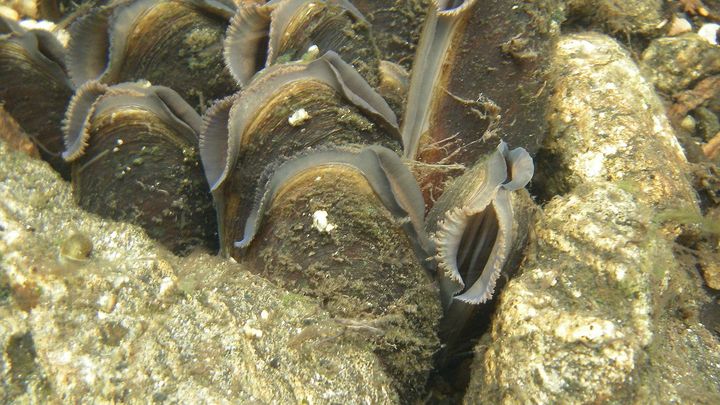 Une&nbsp;Margaritifera margaritifera photographi&eacute;e dans une rivi&egrave;re su&eacute;doise. (JOEL BERGLUND / WIKIMEDIA COMMONS)