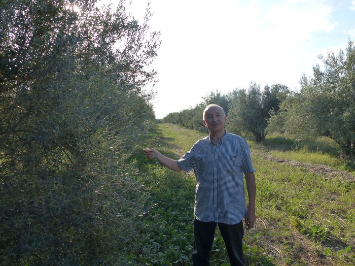 Le directeur général des Moulins Mahjoub, Abdelmajid Mahjoub, dans l'une des oliveraies de l'entreprise à Teboura (30 km à l'ouest de Tunis), le 17 octobre 2019 (FTV - Laurent Ribadeau Dumas)