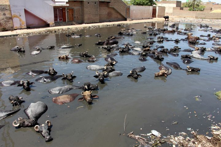 Cows cool off in a pond to beat the heat wave in Larkana, Pakistan on May 13, 2022. (WAQAR HUSSAIN / MAXPPP)