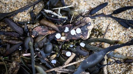 Des billes de plastiques sur la plage de Pornic (Loire-Atlantique), le 17 janvier 2023.&nbsp; (LOIC VENANCE / AFP)