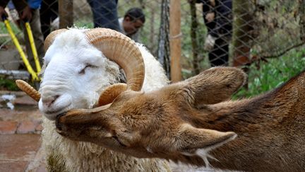 C'est dans l'enceinte du parc animalier de Kunming (Chine) que sont devenus ins&eacute;parables un b&eacute;lier nomm&eacute; Changmao et une biche. Compl&egrave;tement int&eacute;gr&eacute; au troupeau de daims, Changmao en est m&ecirc;me d&eacute;sormais le m&acirc;le dominant. (AFP)