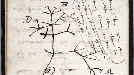 Une image publiée par l'Université de Cambridge le 24 novembre 2020 montre le croquis « Tree of Life » de 1837 sur une page de l'un des cahiers perdus du scientifique britannique Charles Darwin. 24 novembre 2020&nbsp; (- / UNIVERSITY OF CAMBRIDGE)