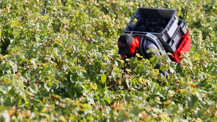 Vendanges au domaine de Sylvain Pataille, dans la parcelle du clos du roy (marsannay). (Photo d'illustration) (MAXPPP)