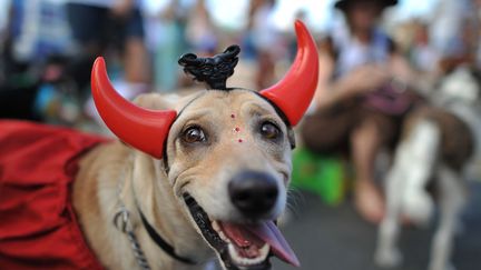 A quelques jours du d&eacute;but du carnaval de Rio de Janeiro (Br&eacute;sil), ce sont les chiens qui ont parad&eacute; dans le quartier de Copacabana, le 12 f&eacute;vrier 2012. (CHRISTOPHE SIMON / AFP)