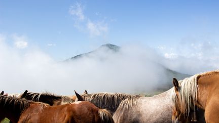 Des chevaux&nbsp;dans les&nbsp;Pyrénées, en 2018.&nbsp; (MARTIN BERTRAND / HANS LUCAS / AFP)