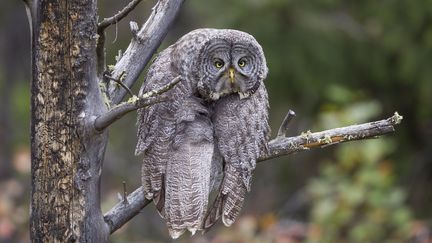 Ce hibou Grand-Duc photographié dans le parc national de Grand Teton (Wyoming, États-Unis) a l'air pour le moins abattu. Son auteur, John Blumenkamp, a raconté que cette pose drôlatique est survenue lorsque l'oiseau s'est étiré, à l'issue de longues heures de poses majestueuses. (JOHN BLUMENKAMP)