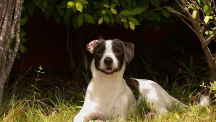 Animaux : les vols de chiens de race, un phénomène en pleine expansion