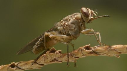 Une mouche tsé-tsé (cc-by-sa AIEA)