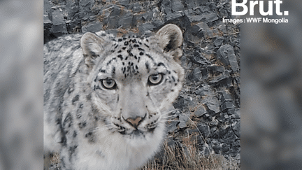 Images Exceptionelles : Le Léopard des Neiges