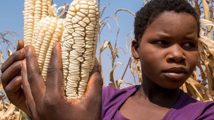 En 2015, le Zimbabwe a été frappé par une forte sécheresse. 300.000 hectares de récolte sur 2 millions ont été perdus entrainant la pire crise alimentaire depuis une décennie. (AFP PHOTO / Jekesai NJIKIZANA)