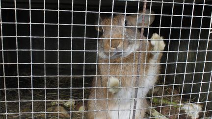 L'un des lapins de Jean-Yves Bénech qui a survécu à la tuerie de onze autres lapins, dans la nuit du 2 au 3 octobre 2018 à Minihy-Tréguier (Côtes-d'Armor).&nbsp; (LOUISE HEMMERLE / FRANCE INFO)