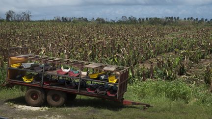 Des bananeraies ravagées par le passage de l'ouragan Maria à Moravie, en Guadeloupe, le 22 septembre 2017. (HELENE VALENZUELA / AFP)