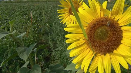 Huile de tournesol : quand la peur de manquer vide les rayons