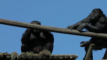 Covid-19 : les zoos en difficulté financière