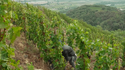 Agriculture : des vendanges acrobatiques dans la vallée du Rhône (France 2)