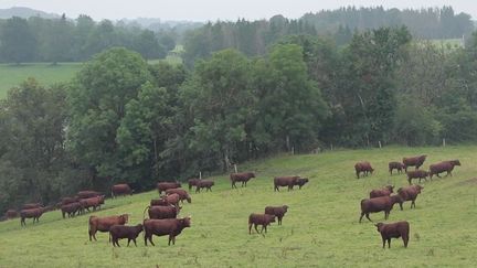 Covid-19 : profiter de vacances sans contraintes dans le Cantal (France 3)