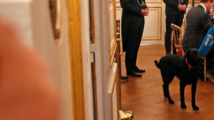 Nemo, le chien d'Emmanuel Macron à l'Elysée, le 28 août 2017. (CHRISTIAN HARTMANN / REUTERS)