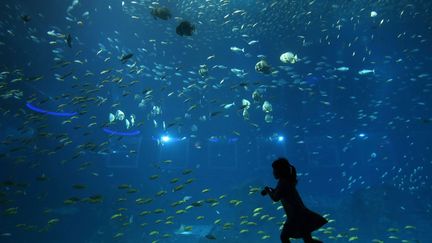 Le plus grand aquarium du monde &agrave;&nbsp;Singapour (Singapour), le 8 avril 2013. (EDGAR SU / REUTERS)