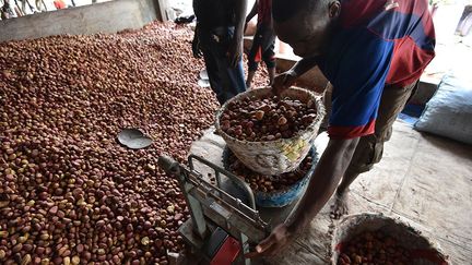 est revendue aux pays européens et en Amérique du nord où la cola entre dans la composition de certaines boissons énergisantes comme le Coca-Cola. La noix peut aussi être utilisée dans les industries pharmaceutique et cosmétique. Mais les pays industrialisés commercialisent davantage le café ou le cacao qui concernent des centaines de millions de personnes. (Sia Kambou / AFP)