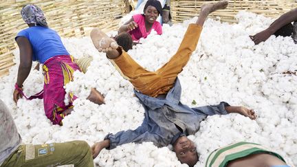 Comme dans une piscine à balles, toute la famille saute dans les fleurs de coton récoltées à la main dans le sud du Mali, à une cinquantaine de kilomètres de la capitale Bamako. (MICHELE CATTANI / AFP)