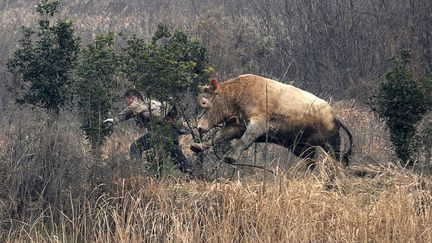 Une vache qui s'&eacute;tait &eacute;chapp&eacute;e d'un camion attaque un fermier qui essayait de la capturer &agrave;&nbsp;Liangdun (Chine), le 15 d&eacute;cembre 2013. (CHINA DAILY / REUTERS)