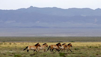 Des chevaux de&nbsp;Przewalski, le 22 juin 2017 à Bulgan (Mongolie). (DAVID W CERNY / REUTERS)