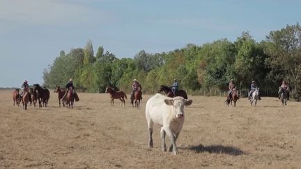 Patrimoine : à la découverte des cowboys de Vendée