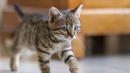 Pistache, une chaton de sept semaines, joue dans la maison de son propriétaire, en Eure-et-Loir, le 25 avril 2019. (BOUILLAND ST?PHANE / HEMIS.FR / HEMIS.FR / AFP)