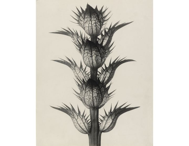 Karl Blossfeldt, Acanthe à feuilles molles. Bractéoles aux fleurs enlevées, grossies 4 fois, 1898-1928. The Museum of Modern Art, New York. Collection Thomas Walther. Don de Thomas Walther (© The Museum of Modern Art, New York, 2021, pour l’image numérisée)