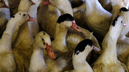 Foie gras : coup de chaud sur les prix