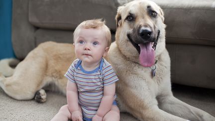 Les b&eacute;b&eacute;s qui vivent avec des chats ou des chiens seraient moins enclins &agrave; manifester les sympt&ocirc;mes d'affections respiratoires et pr&egrave;s de 50% d'entre eux d&eacute;velopperaient moins d'infections de l'oreille. (VICKY KASALA / GETTY IMAGES)