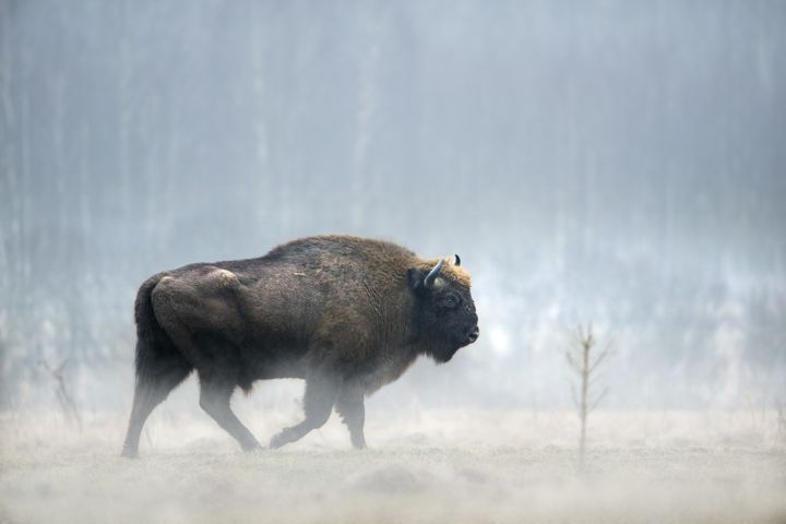 Un bison d'Europe. (MOMENT RF / GETTY IMAGES)