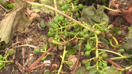 Orages dans le Sud-Ouest : le désarroi des agriculteurs dont les exploitations ont été dévastées