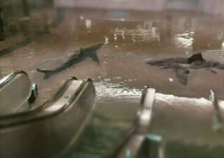 Montage photo de requins dans le m&eacute;tro new-yorkais apr&egrave;s le passage de l'ouragan Sandy, le 29 octobre 2012. (CAPTURE D'ECRAN / FRANCETV INFO)