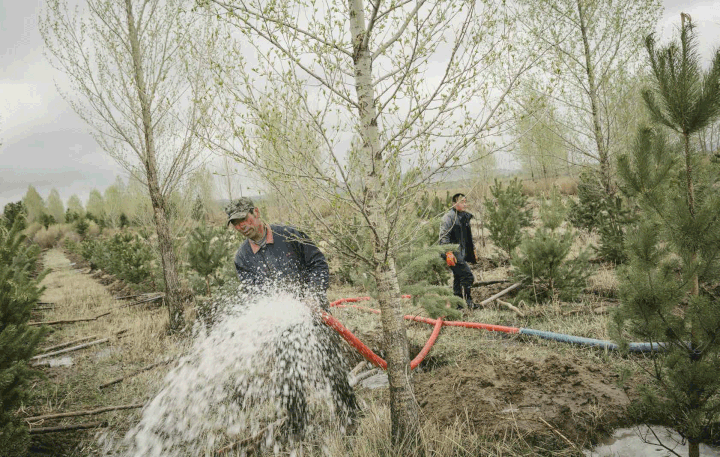 Dans le district de Duolun, l'arrosage pompe l'eau de la nappe phréatique déjà maigre. (IAN TEH / GEO)