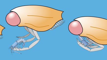 Une équipe internationale vient de reconstituer la structure tridimensionnelle des yeux de ce fossile âgé de 160 millions d'années, selon la revue Nature Communications, mardi 19 janvier 2016.&nbsp; (JEAN VANNIER / NATURE / AFP)