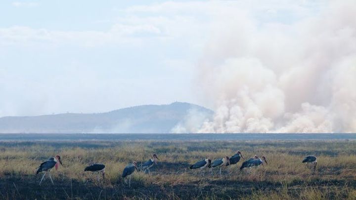 Les cigognes du Marabou affluent vers les feux du Serengeti (Tanzanie) pour manger les petits animaux pris dans les flammes. (Colin Beale, Author provided)