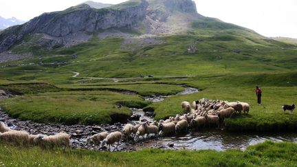 La transhumance sur le plateau du Bénou dans le Béarn.
 (MAXPPP)