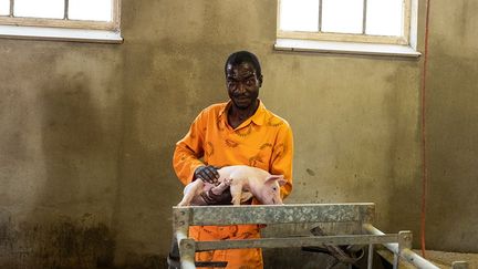 150 sont destinés à la reproduction et les autres à l'abattage, représentant 15 à 16 tonnes de viande. Les produits à base de porc et de bœuf sont ensuite envoyés dans d'autres prisons pour nourrir les détenus, explique l'agent Sejane Lesenyanho qui participe au projet agricole du centre.
 (Wikus de Wet / AFP)