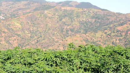 Un champ de cannabis au Maroc, le 23 mai 2013. (FADEL SENNA / AFP)