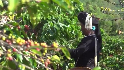 La Chine s'est nouvellement convertie au café, une boisson devenue tendance.&nbsp; (CAPTURE D'ÉCRAN FRANCE 3)