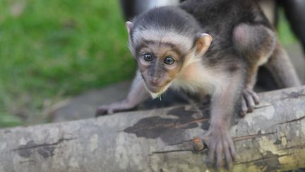 Le cercopith&egrave;que de Roloway&nbsp;n&eacute; au parc zoologique et botanique de Mulhouse (Haut-Rhin). (BENOIT QUINTARD / ZOO DE MULHOUSE )