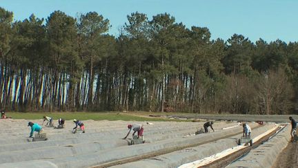 Landes : les producteurs d'asperges espèrent sauver leur saison