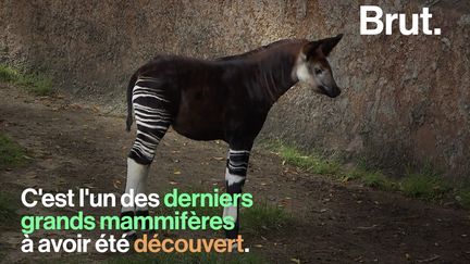 Il se situe à mi-chemin entre un zèbre et une girafe, pèse plus de 200 kg, et pourtant, l'okapi est l'un des derniers grands mammifères à avoir été découvert.