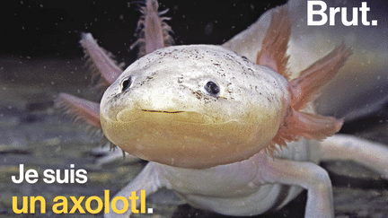 Brut : Axolotl : une espèce sauvage en danger