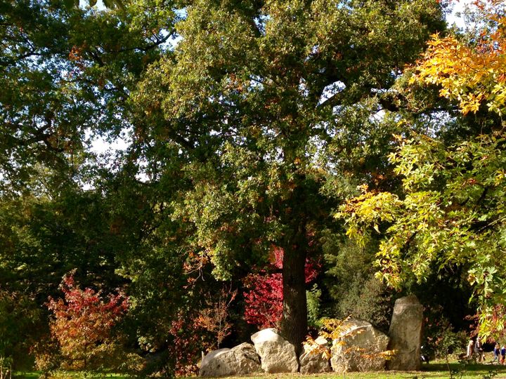 L'automne à l'arboretum de la Sédelle dans la Creuse. (ISABELLE MORAND / RADIO FRANCE)